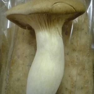 King Oyster Mushroom Spores Spawn - Eryngii Mycelium Dry Seeds for Cultivation - Image 1