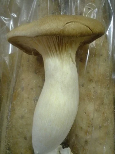 King Oyster Mushroom Spores Spawn - Eryngii Mycelium Dry Seeds for Cultivation - Image 1