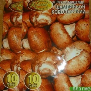 King Trumpet Mushroom Dried Spawn - Pleurotus Eryngii Mycelium for Home Cultivation - Image 1