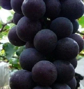 Kyoho Grape Vine Cuttings - 3 Unrooted Live Vines for Outdoor Planting - Image 2