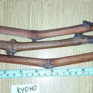 Kyoho Grape Vine Cuttings - 3 Unrooted Live Vines for Outdoor Planting - Image 3