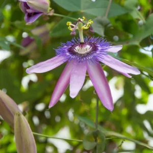 Lady Lavender Passionflower Live Vine - Passiflora Starter Plant 4-6" Tall - Image 2