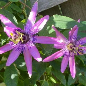 Lady Lavender Passionflower Live Vine - Passiflora Starter Plant 4-6" Tall - Image 1