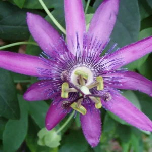 Lady Lavender Passionflower Live Vine - Passiflora Starter Plant 4-6