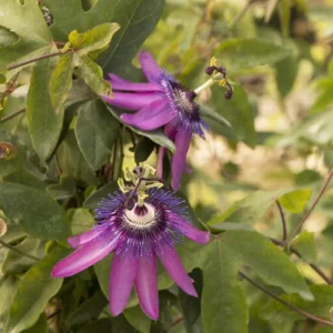 Lady Lavender Passionflower Live Vine - Passiflora Starter Plant 4-6