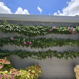 Lady Lavender Passionflower Live Vine - Passiflora Starter Plant 4-6