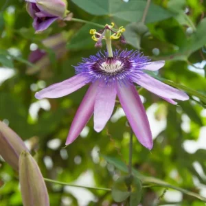 Lady Lavender Passionflower Vine Live Plant - Passiflora - 4-6" Tall - Outdoor Climber - Image 2