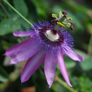 Lady Lavender Passionflower Vine Live Plant - Passiflora - 4-6