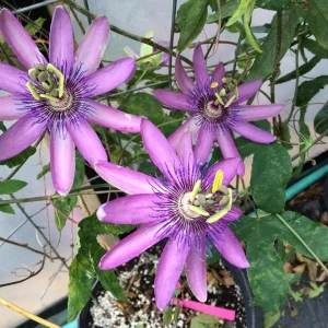 Lady Lavender Passionflower Vine Live Plant - Passiflora - 4-6