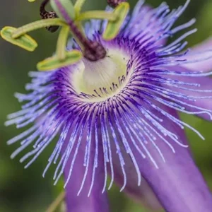 Lady Lavender Passionflower Vine Live Plant - Passiflora - 4-6