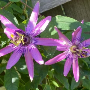 Lady Lavender Passionflower Vine Live Plant - Passiflora - 4-6" Tall - Outdoor Climber - Image 1