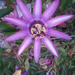 Lady Lavender Passionflower Vine Live Plant - Set of 3 Starters, 4-6" Tall, Climbing, Outdoor - Image 2