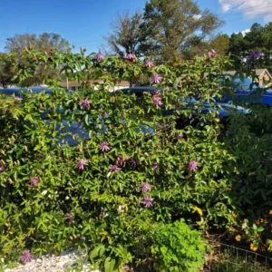 Lady Lavender Passionflower Vine Live Plant - Set of 3 Starters, 4-6