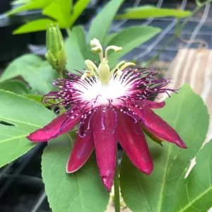 Lady Margaret Passion Flower Live Plant, 4-6" Tall, Set of 2 Vines - Image 2