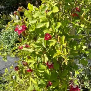 Lady Margaret Passion Flower Live Plant, 4-6