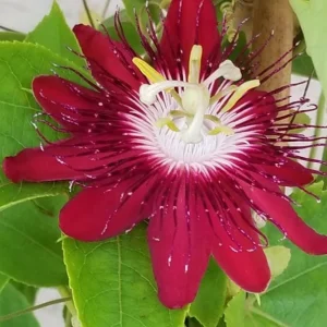 Lady Margaret Passion Flower Live Plants - Set of 4, 4-6