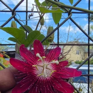 Lady Margaret Passion Flower Live Plants - Set of 4, 4-6