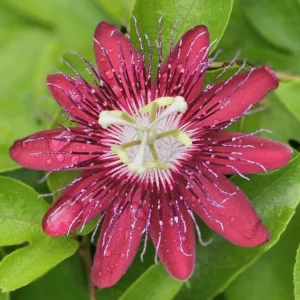 Lady Margaret Passionflower Live Plant – 5-9" Tall, Rooted, Red Flowers, Tropical Vine - Image 2