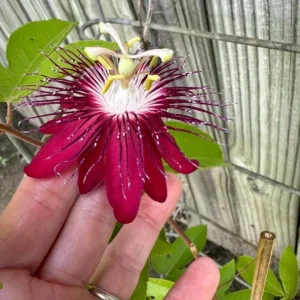 Lady Margaret Passionflower Live Plant – 5-9