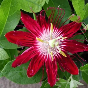 Lady Margaret Passionflower Live Plant – 5-9" Tall, Rooted, Red Flowers, Tropical Vine - Image 1
