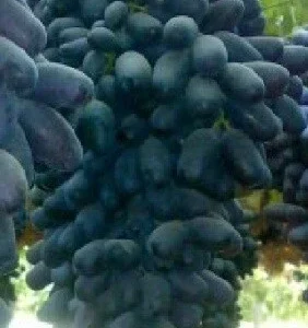 Ladyfingers Black Grape Vine Cuttings - 2 Pack, Unrooted, Edible, Outdoor - Image 2