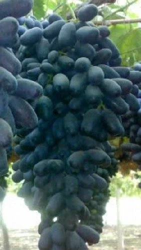 Ladyfingers Black Grape Vine Cuttings - 2 Pack, Unrooted, Edible, Outdoor - Image 2