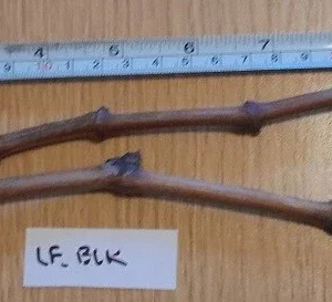 Ladyfingers Black Grape Vine Cuttings - 2 Pack, Unrooted, Edible, Outdoor - Image 1