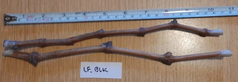 Ladyfingers Black Grape Vine Cuttings - 2 Pack, Unrooted, Edible, Outdoor - Image 1