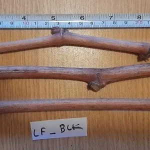 Ladyfingers Black Grape Vine Cuttings - 3 Pack, Unrooted, Outdoor - Image 1