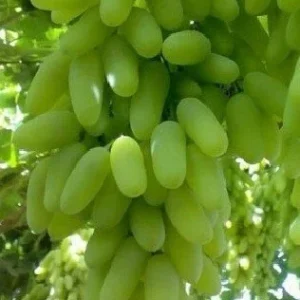 Ladyfingers White Grape Cuttings - 2 Unrooted Vine Cuttings, 3+ Nodes, Outdoor - Image 2