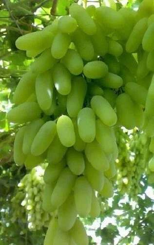 Ladyfingers White Grape Cuttings - 2 Unrooted Vine Cuttings, 3+ Nodes, Outdoor - Image 2