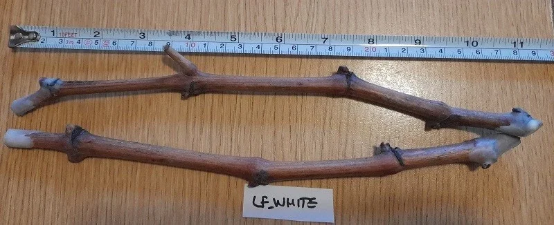 Ladyfingers White Grape Cuttings - 2 Unrooted Vine Cuttings, 3+ Nodes, Outdoor - Image 1