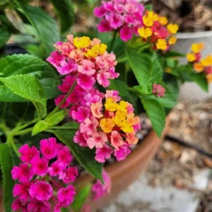 Lantana Anne Marie Live Plant Set - 2 Plants, 4-6