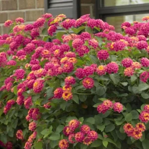Lantana 'Athens Rose' Live Plant Set - 2 Pack, 4-6" Tall Starter Plants - Image 2