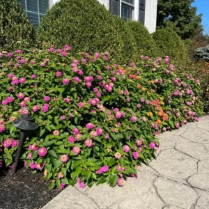 Lantana 'Athens Rose' Live Plant Set - 2 Pack, 4-6