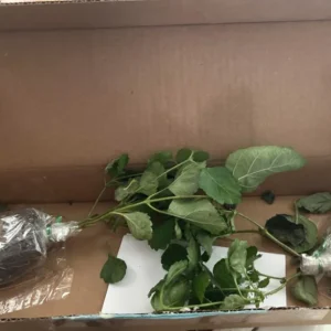 Lantana 'Athens Rose' Live Plant Set - 2 Pack, 4-6