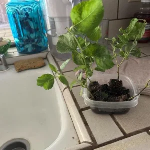 Lantana 'Athens Rose' Live Plant Set - 2 Pack, 4-6