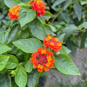 Lantana Camara 'Fireworks' Live Plant Set – 2x 4-6" Tall Starter Plants, Attracts Pollinators - Image 2