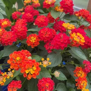 Lantana Camara 'Fireworks' Live Plant Set – 2x 4-6