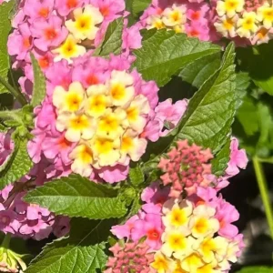Lantana Camara Live Plant Set of 2 - 4-6