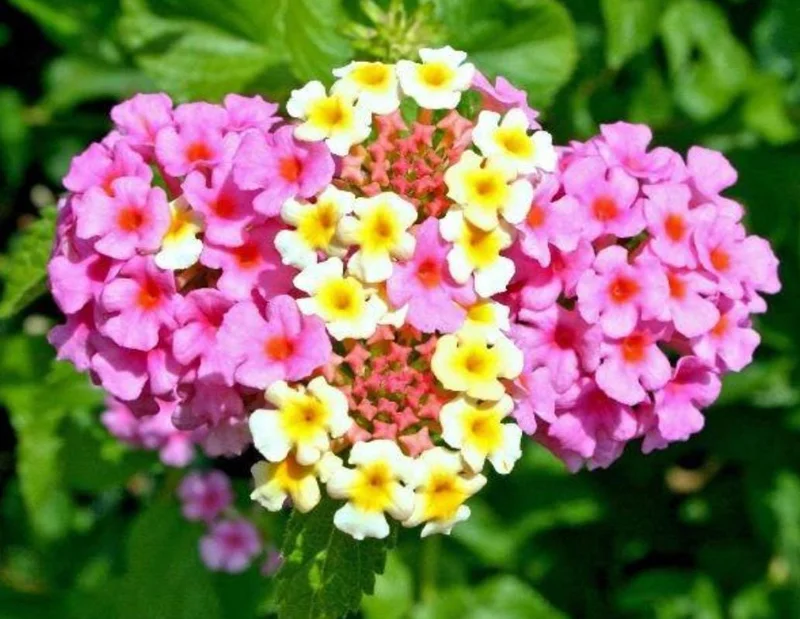 Lantana Ham & Eggs Live Plant Set - 3 Plants, 4-6" Tall - Pink & Yellow Flowers - Pollinator Friendly - Image 2