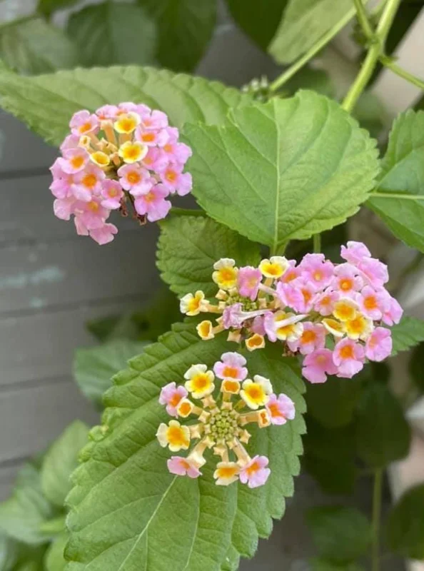 Lantana Ham & Eggs Live Plant Set - 3 Plants, 4-6" Tall - Pink & Yellow Flowers - Pollinator Friendly - Image 3