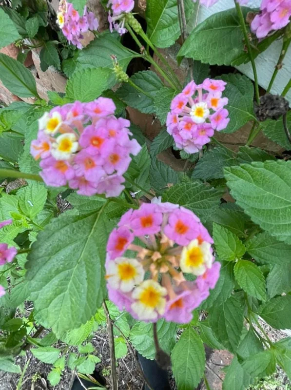 Lantana Ham & Eggs Live Plant Set - 3 Plants, 4-6" Tall - Pink & Yellow Flowers - Pollinator Friendly - Image 4