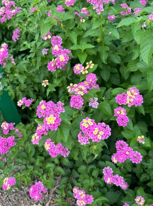 Lantana Ham & Eggs Live Plant Set - 3 Plants, 4-6" Tall - Pink & Yellow Flowers - Pollinator Friendly - Image 5