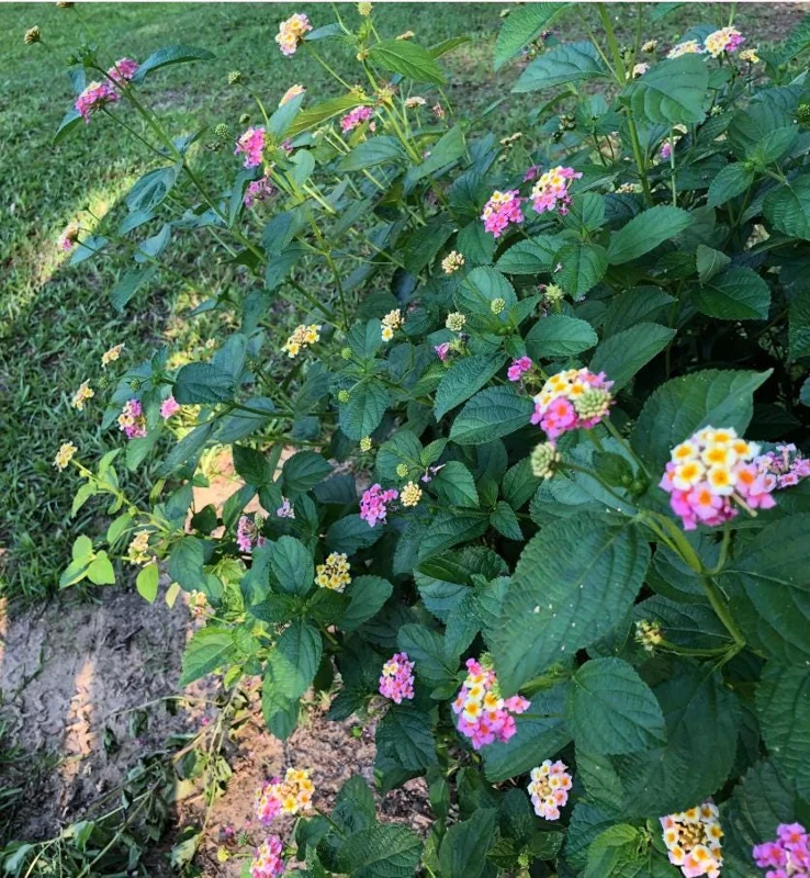 Lantana Ham & Eggs Live Plant Set - 3 Plants, 4-6" Tall - Pink & Yellow Flowers - Pollinator Friendly - Image 6