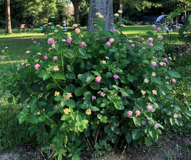 Lantana Ham & Eggs Live Plant Set - 3 Plants, 4-6" Tall - Pink & Yellow Flowers - Pollinator Friendly - Image 7