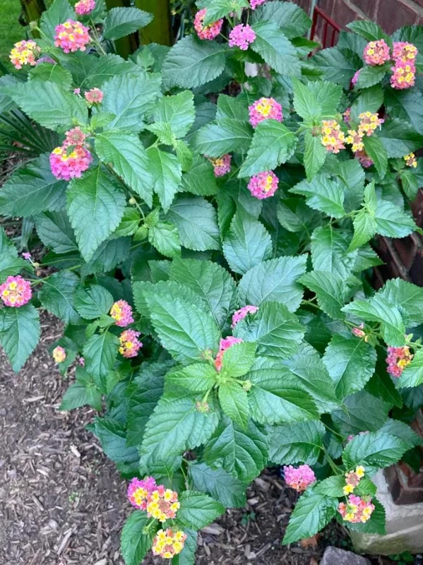 Lantana Ham & Eggs Live Plant Set - 3 Plants, 4-6" Tall - Pink & Yellow Flowers - Pollinator Friendly - Image 8