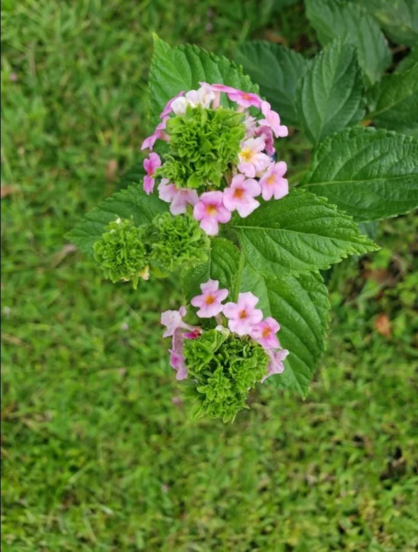 Lantana Ham & Eggs Live Plant Set - 3 Plants, 4-6" Tall - Pink & Yellow Flowers - Pollinator Friendly - Image 9