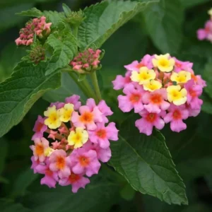 Lantana Ham & Eggs Live Plant Set - 3 Plants, 4-6" Tall - Pink & Yellow Flowers - Pollinator Friendly - Image 1