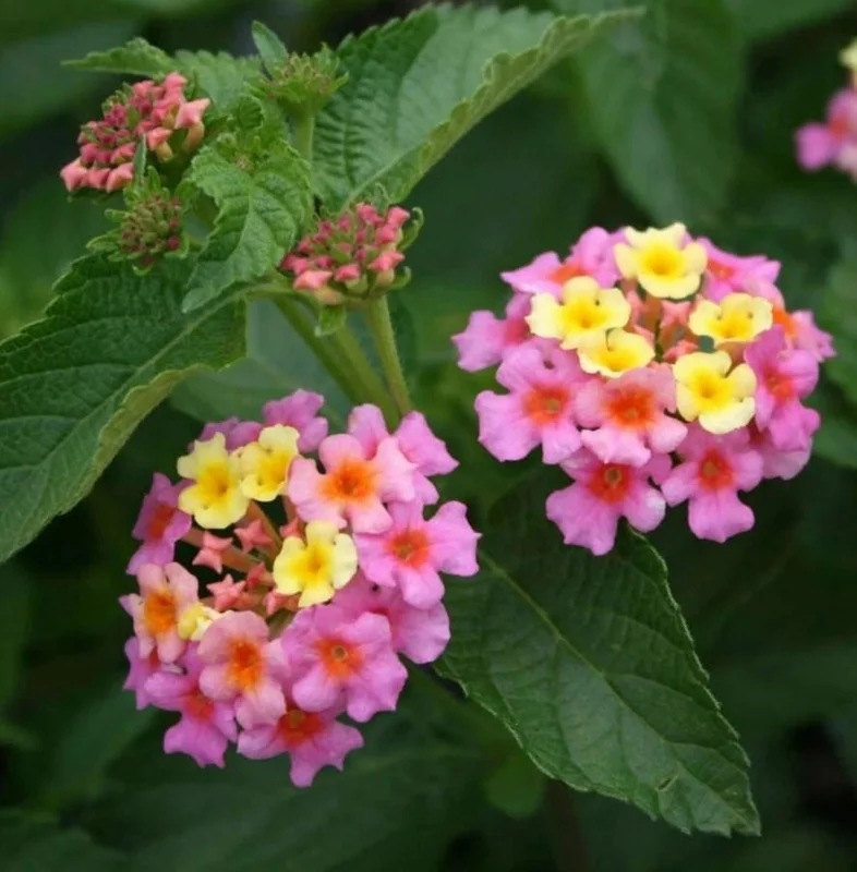 Lantana Ham & Eggs Live Plant Set - 3 Plants, 4-6" Tall - Pink & Yellow Flowers - Pollinator Friendly - Image 1